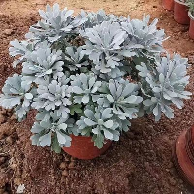 芙蓉菊盆栽耐寒雪艾白艾玉芙蓉花苗阳台庭院四季常青特色绿植花卉