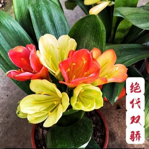 四季开花双色君子兰盆栽圆头宽叶兰花盆栽精品室内植物花卉浓香