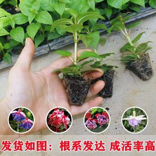 重瓣倒挂金钟四颗小苗灯笼花盆栽室内绿植阳台常年开花花苞不断