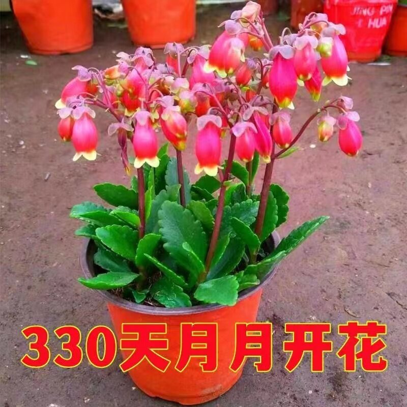 重瓣宫灯长寿灯笼花长寿花盆栽重瓣花长寿花四季开花带花苞新年花图片
