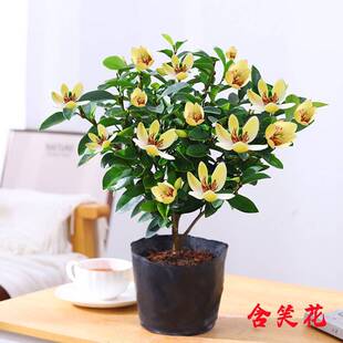 含笑花苗盆栽耐寒植物庭院地栽四季常青浓香型含笑花树苗新手好