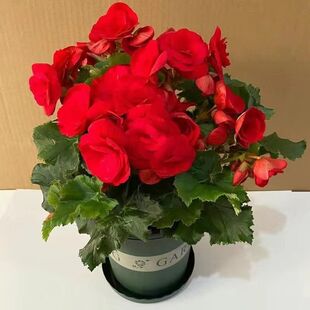 重瓣丽格海棠花盆栽室内阳台常年开花好养大花型玫瑰海棠原土带花
