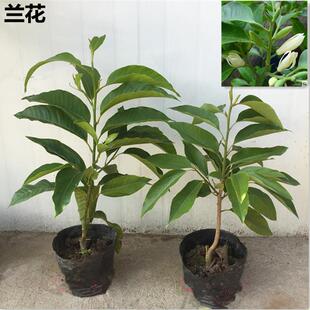 白兰花盆栽 嫁接黄角兰黄桷兰白玉兰黄玉兰花苗树苗庭院苗