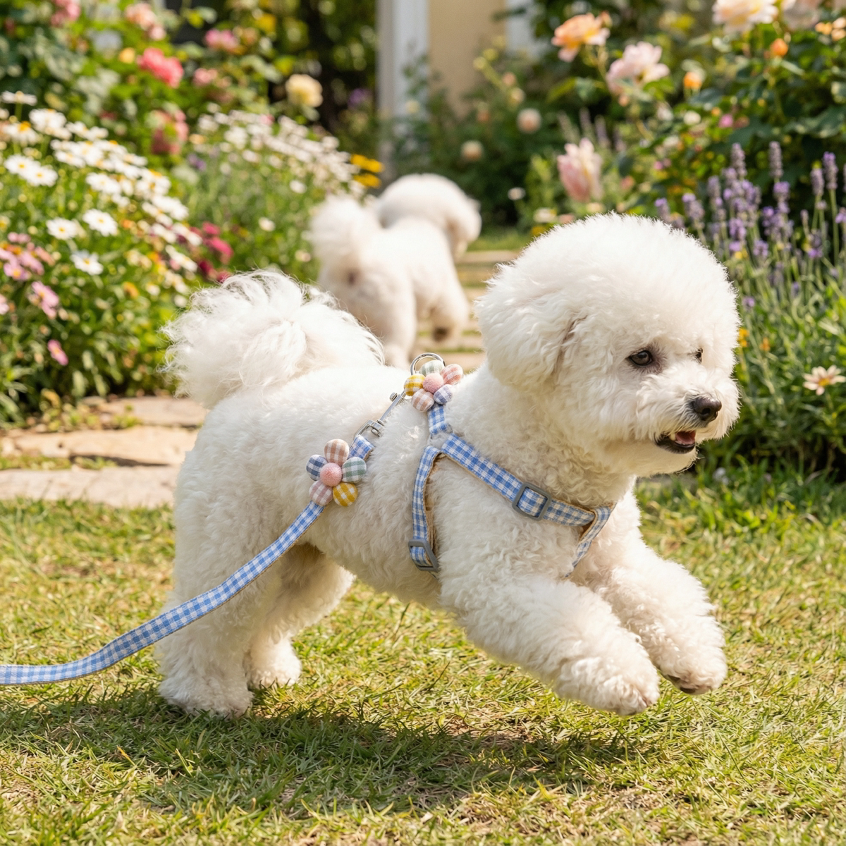 小型犬泰迪比熊可调节胸背牵引绳图片