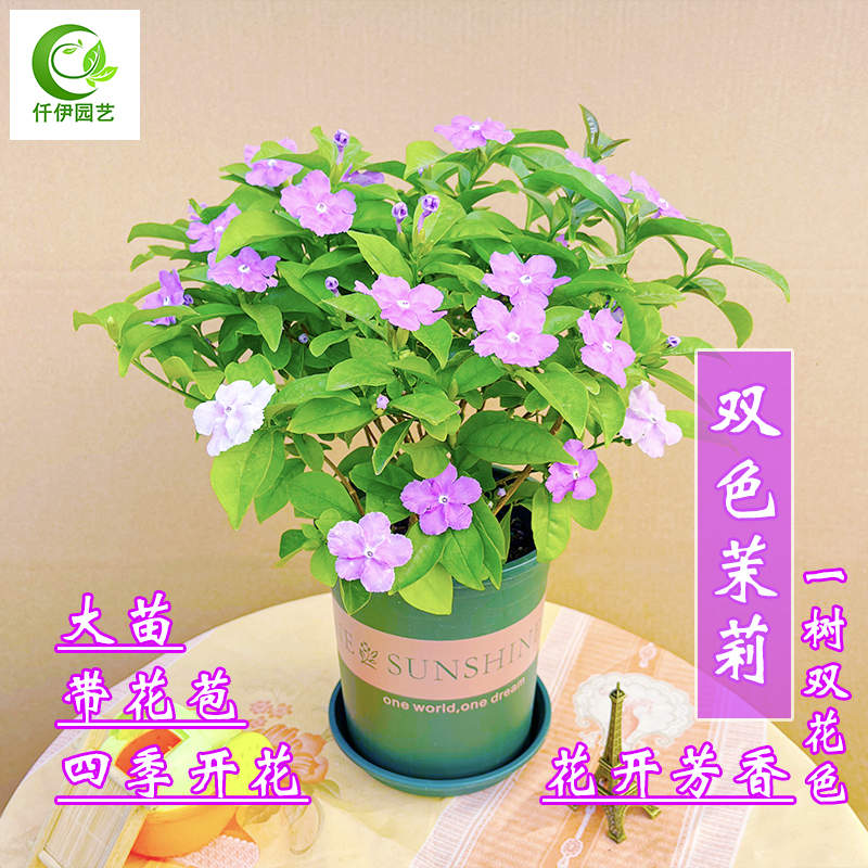 双色茉莉花盆栽带花苞鸳鸯茉莉花苗老桩阳台庭院四季开花清香花卉