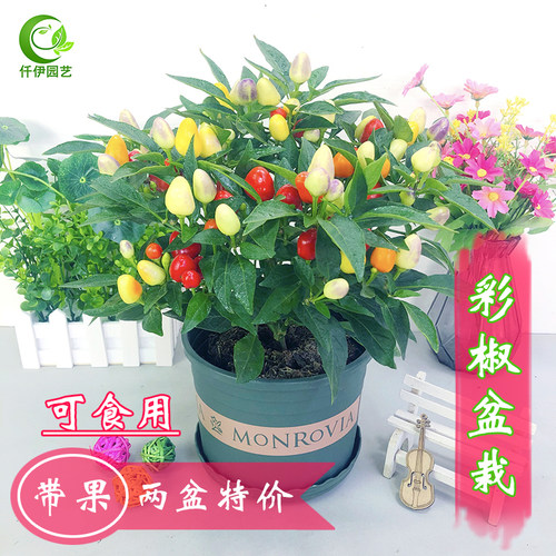 可食用彩椒盆栽带果阳台庭院七彩