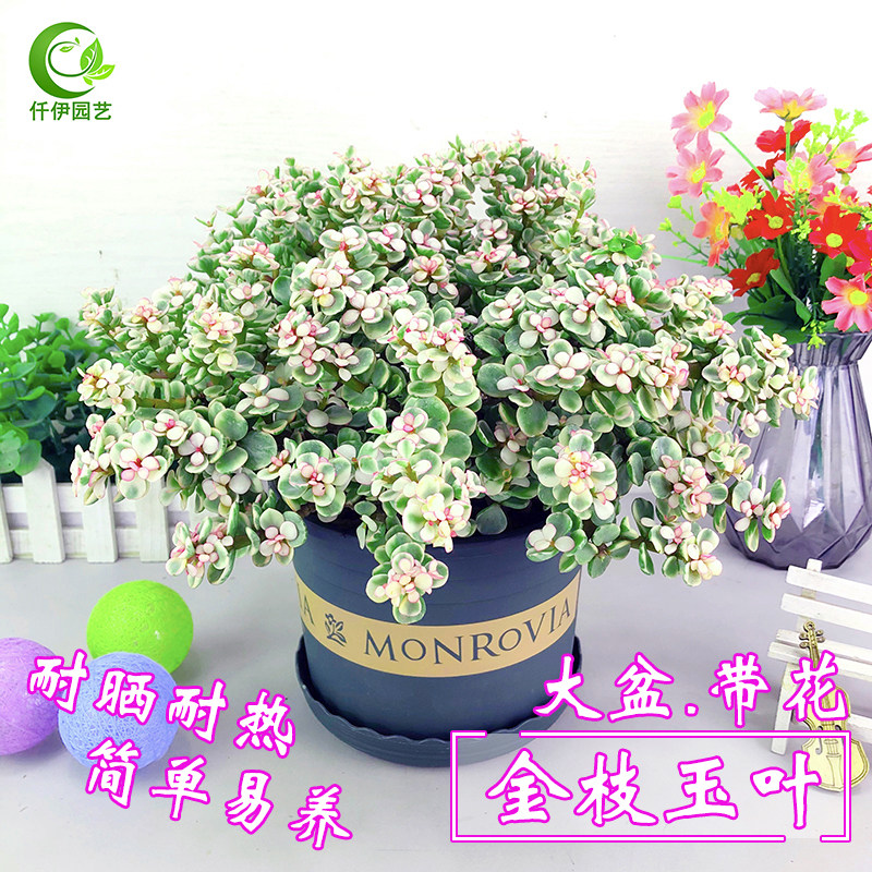 金枝玉叶盆栽老桩带花苞阳台办公室内桌面多肉肉植物花卉耐晒绿植