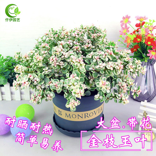 绿植金枝玉叶多肉耐晒植物花卉