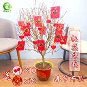 桃花盆栽带花苞桃树盆景春节室内客厅新年喜庆大型绿植物年宵花卉