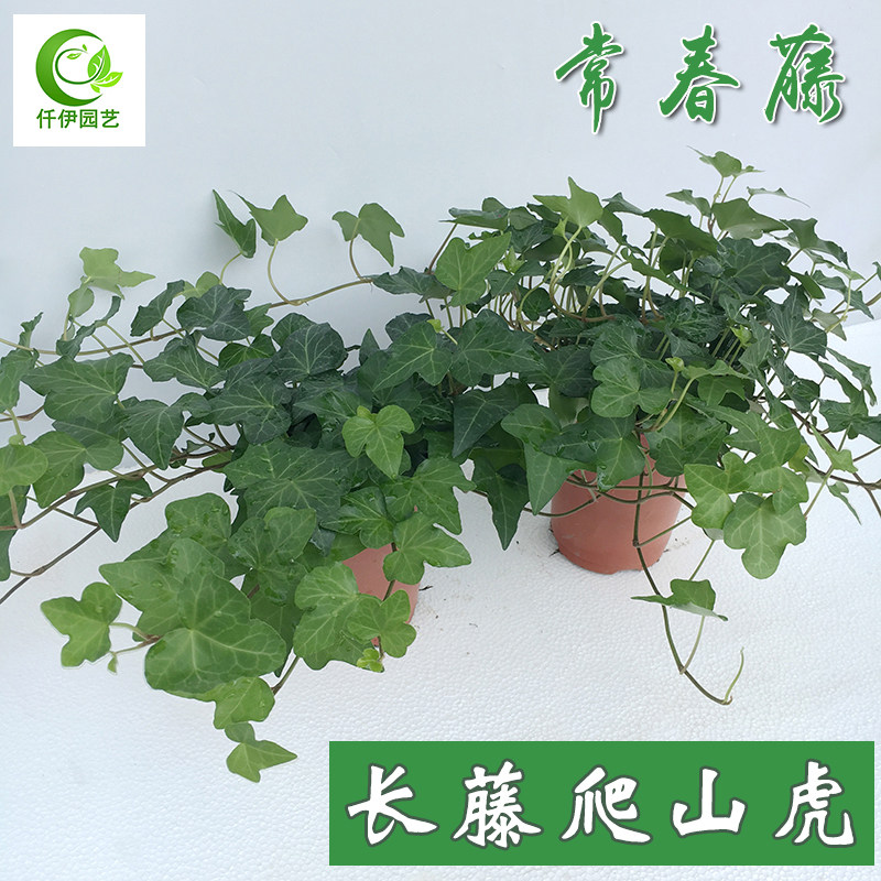 常春藤吊兰盆栽绿萝室内阳台绿化花卉爬山虎苗爬墙长藤绿植庭院子