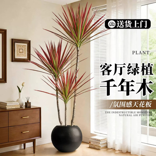 千年木高级感绿植室内大型植物