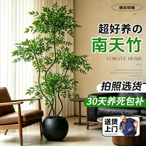 南天竹客厅绿植盆栽室内高级感