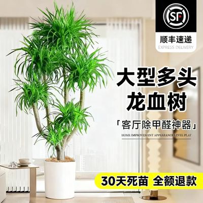 龙血树客厅大型旺宅绿植多