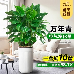 万年青金钻盆栽净化空气大型绿植绿箩新房客厅办公室内好养除甲醛