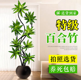 百合竹客厅绿植绿植高级感室内大型植物大盆栽老桩造型旺宅好养活