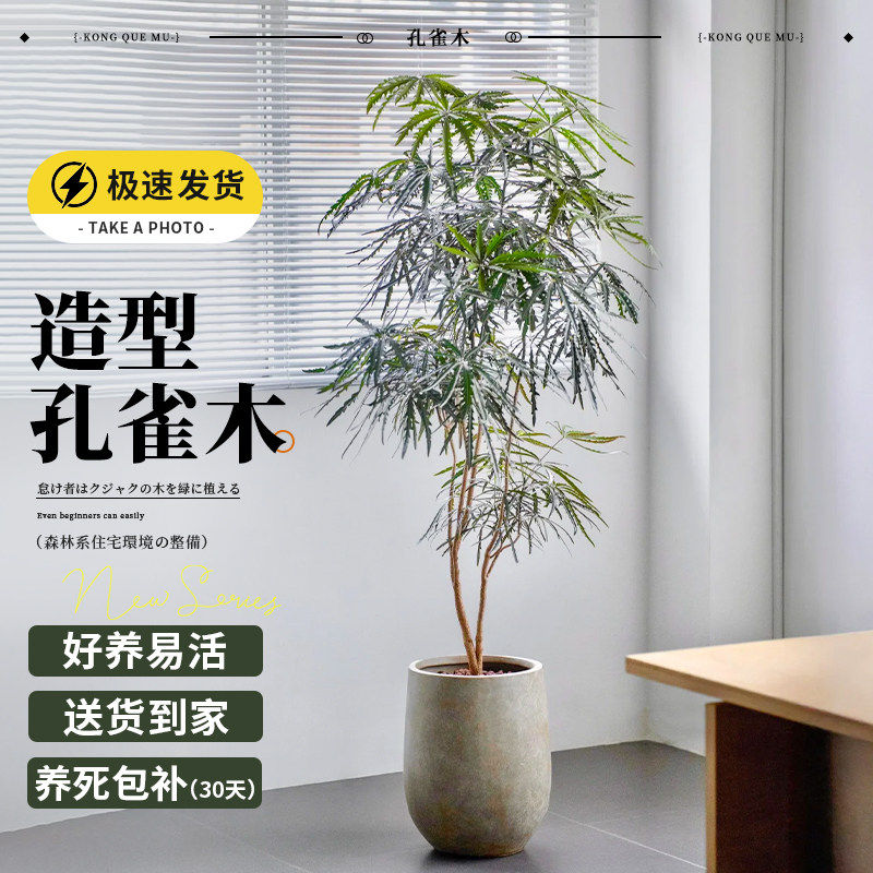 孔雀木客厅绿植盆栽高级感室内大型植物办公室好养高端大气上档次,鲜花速递/花卉仿真/绿植园艺,大型绿植/成品组合盆栽,淘宝优惠券,粉丝福利购,淘宝优惠卷