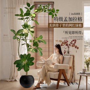 孟加拉榕客厅绿植黄金榕客厅高级感室内大型植物落地盆栽好养易活