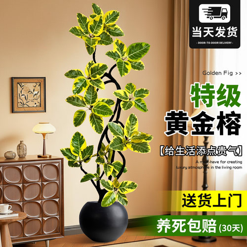 居家高级感绿植造型黄金榕四季