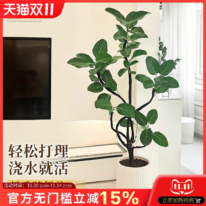 孟加拉榕盆栽室内落地旺宅树好养