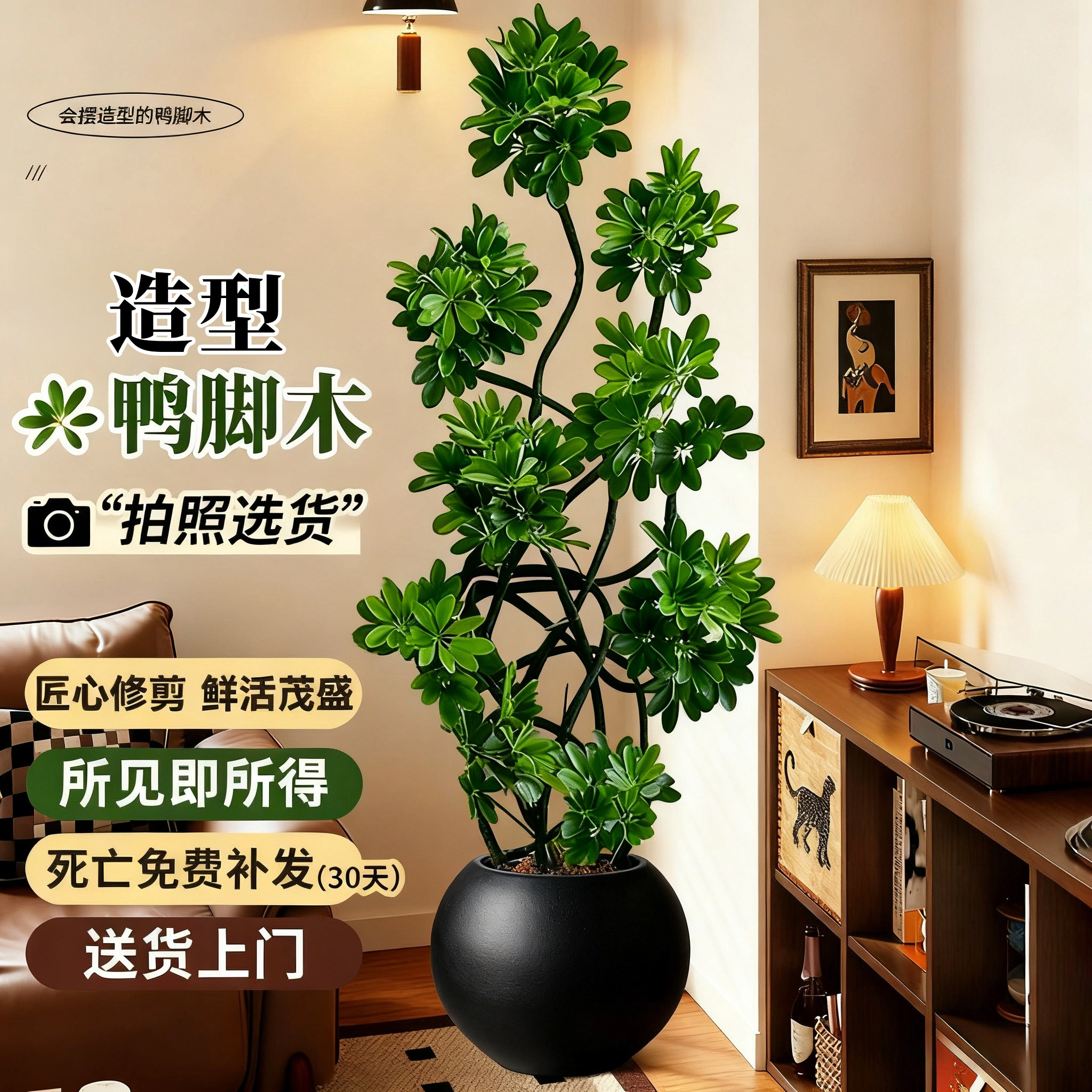 造型鸭脚木室内客厅大盆栽