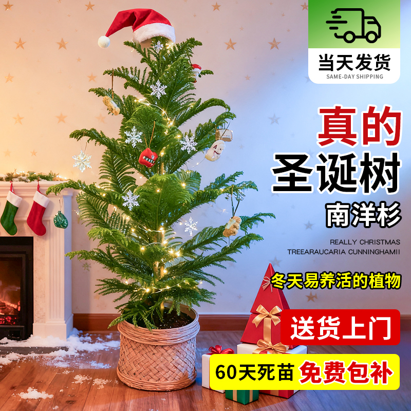 南洋杉圣诞树真树室内绿植好养