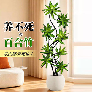 特级百合竹客厅绿植盆栽精品高端老桩高级感金边大型植物拍照选货