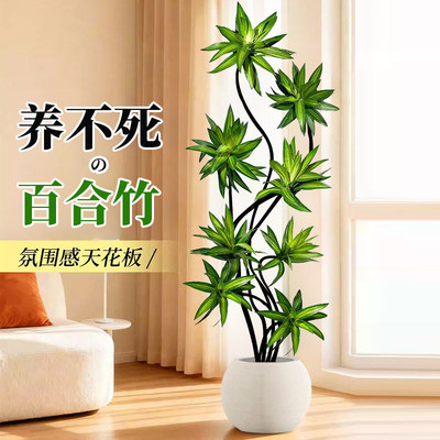 造型百合竹室内绿植好养高级感