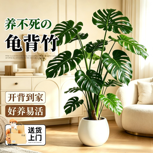 龟背竹客厅绿植大型盆栽室内好养