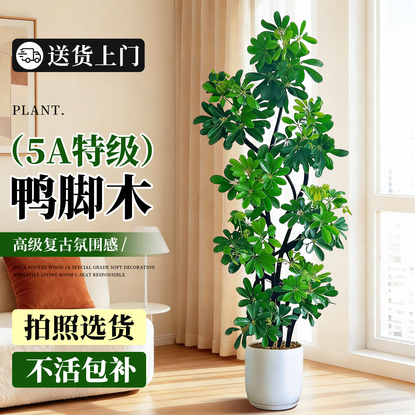 鸭脚木客厅大盆栽绿植高级感室内