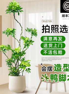 造型鸭脚木客厅大盆栽鸭掌木鹅掌柴大型室内四季常青落地式绿植物