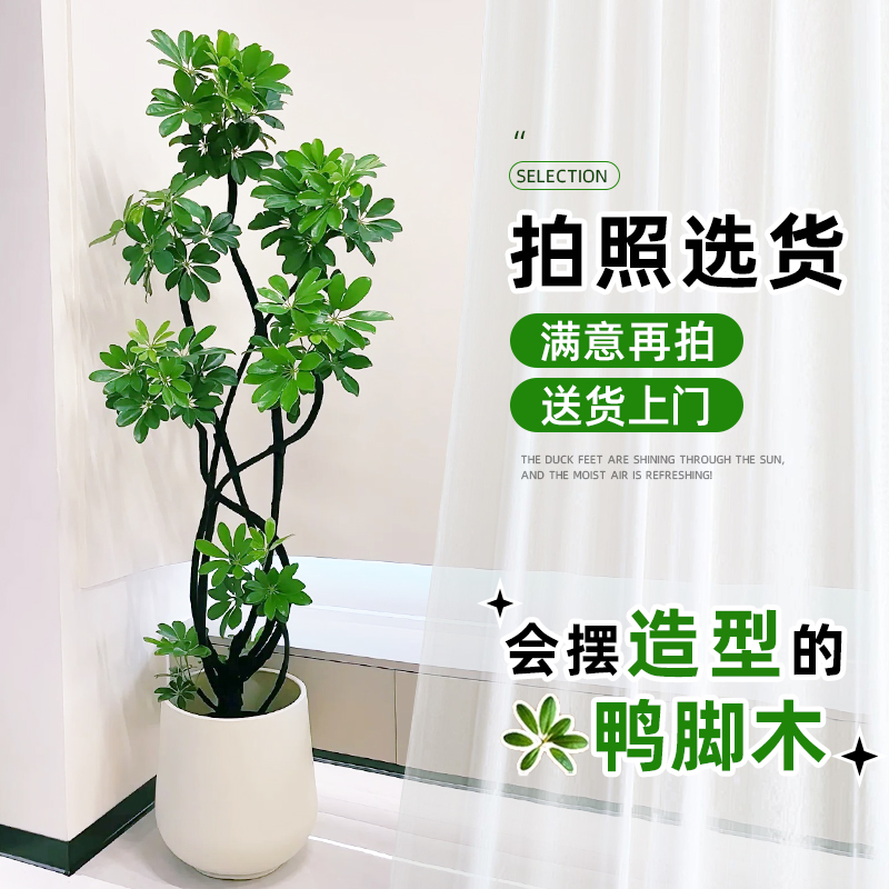 造型鸭脚木客厅大盆栽掌鹅