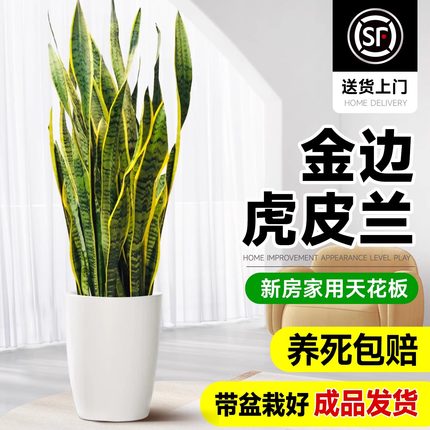金边虎皮兰盆栽室内大型绿植客厅新房办公室落地植物花卉好养活