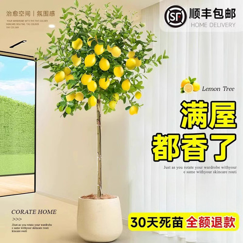 香水柠檬树盆栽带果客厅绿