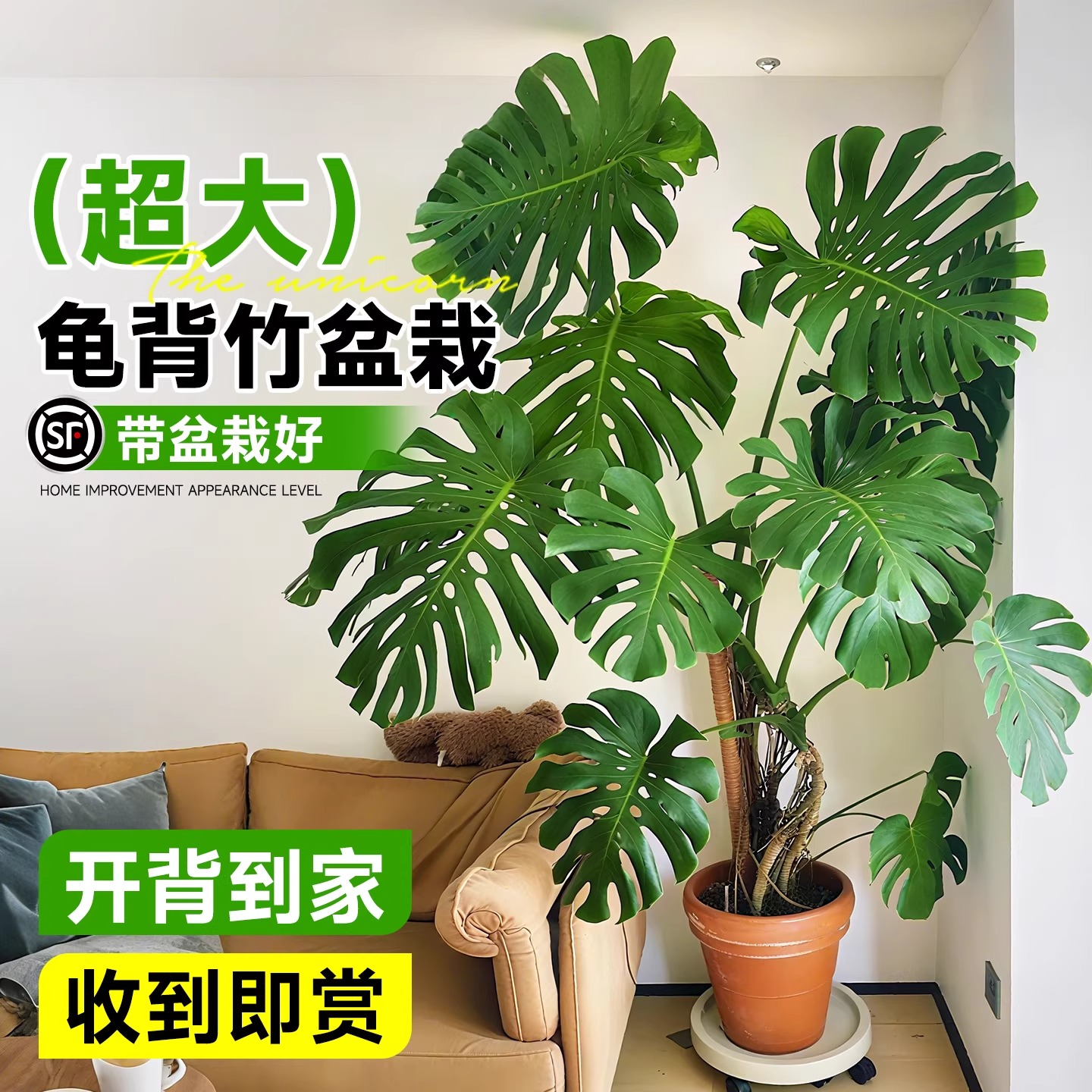 龟背芋客厅大盆栽老桩提跟大叶客厅办公室内大型开 背植物四季常