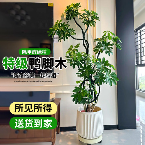鸭脚木客厅高级感绿植艺术造型