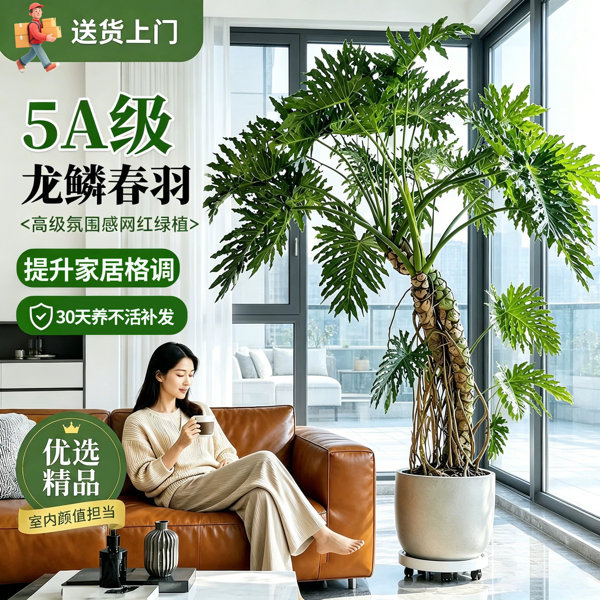 龙鳞春羽老桩客厅大型绿植盆栽