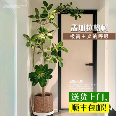 网红孟加拉榕盆栽大型绿植