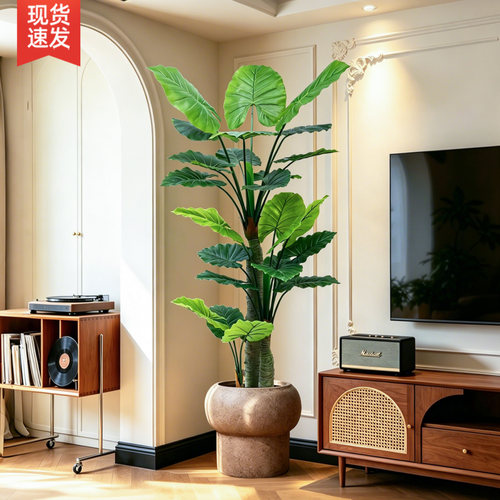 高端轻奢滴水观音假树植物盆景