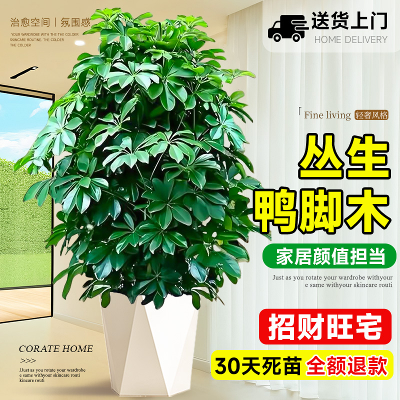 鸭脚木盆栽客厅绿植花卉室