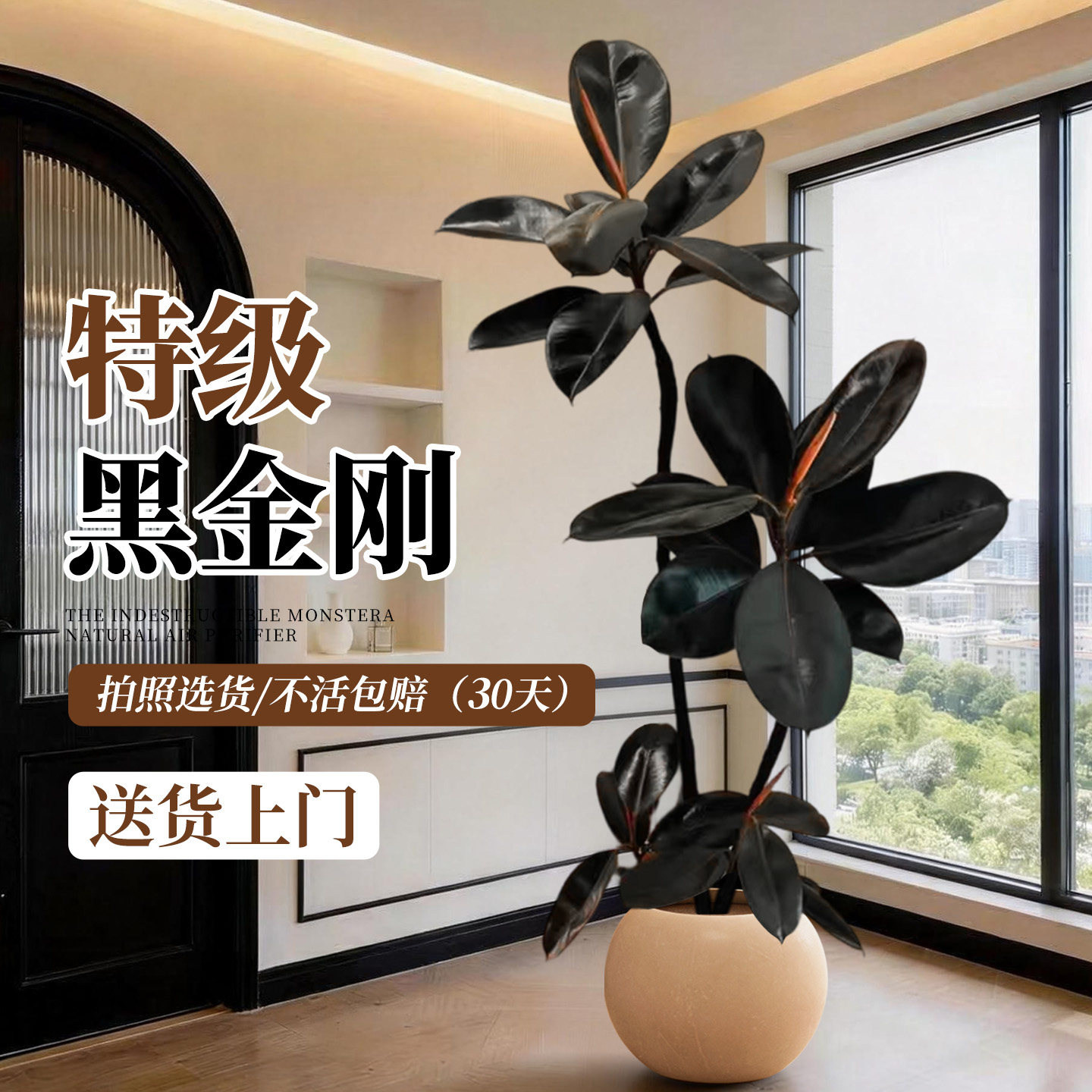 黑金刚橡皮树客厅绿植高级感大盆栽植物轻奢办公室内落地高端好养,鲜花速递/花卉仿真/绿植园艺,大型绿植/成品组合盆栽,淘宝优惠券,粉丝福利购,淘宝优惠卷