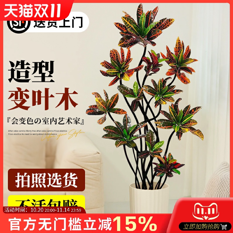 客厅绿植高级感大型物变叶