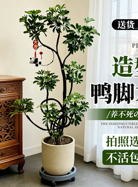 造型鸭脚木客厅室内大盆栽高级感八方来财鸭掌木鹅掌柴大型绿植物