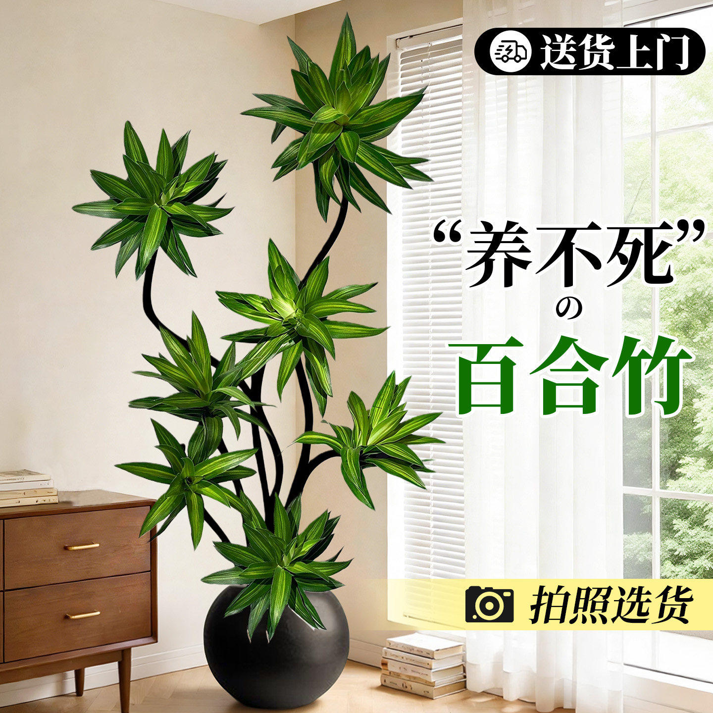 百合竹客厅绿植旺宅大盆栽精品高端高级感室内绿植四季好养可选货,鲜花速递/花卉仿真/绿植园艺,大型绿植/成品组合盆栽,淘宝优惠券,粉丝福利购,淘宝优惠卷