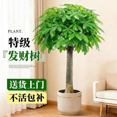 发财树客厅大盆栽室内好养招财树
