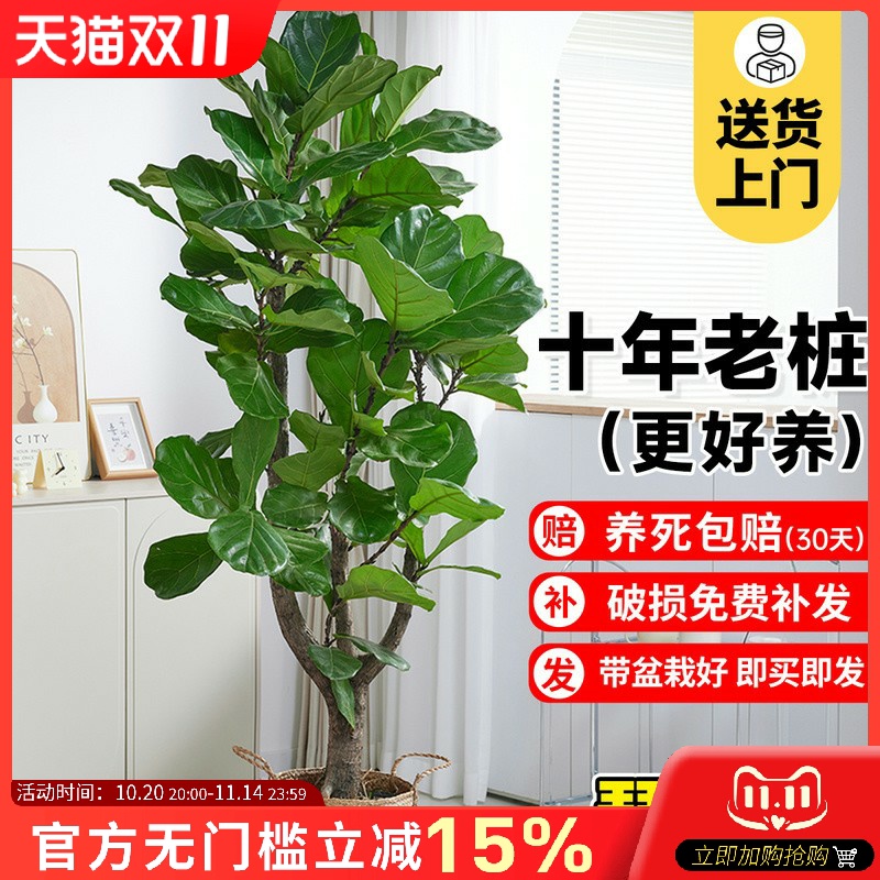 大琴叶榕客厅绿植物室内型