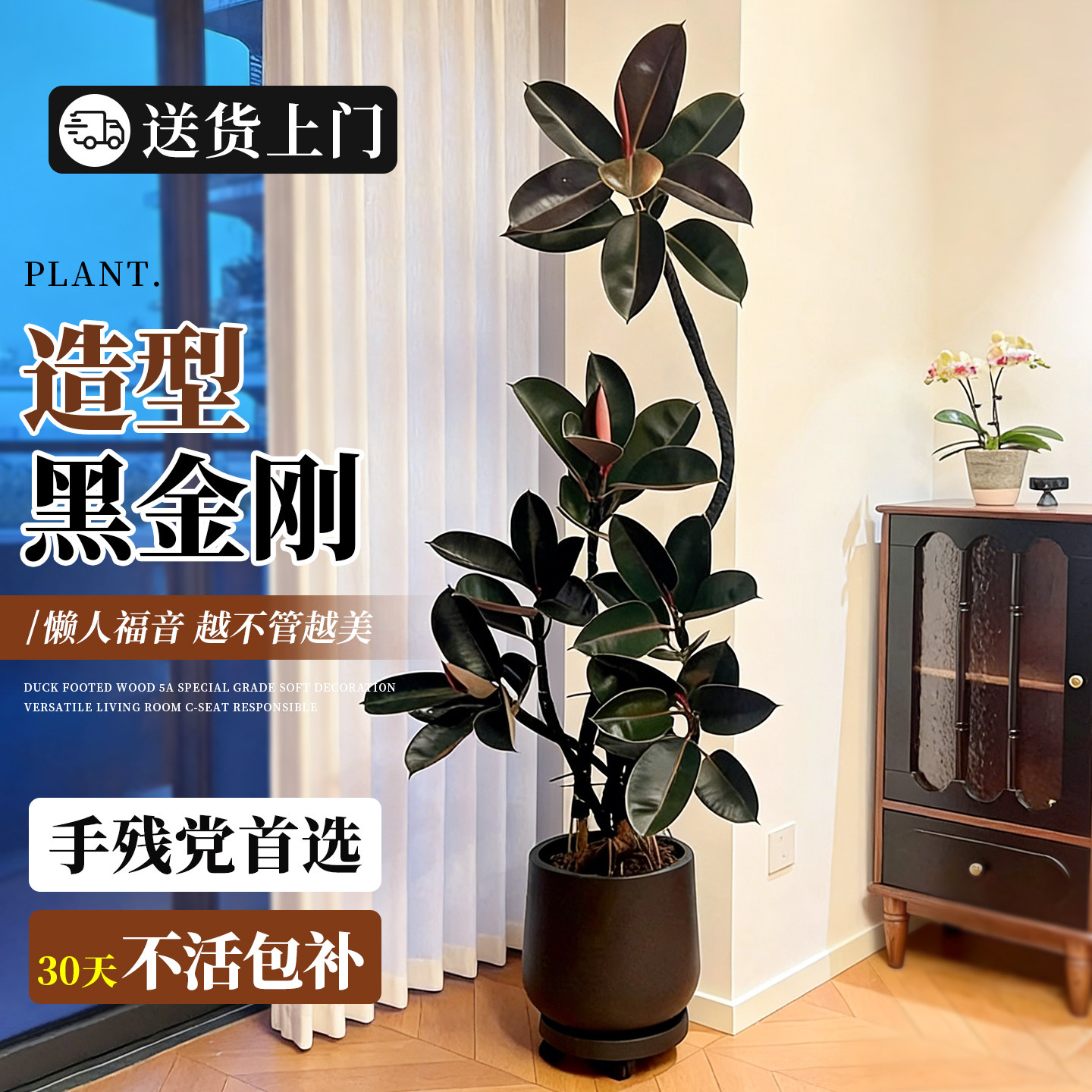 黑金刚橡皮树客厅绿植高级感大盆栽植物轻奢办公室内落地高端好养