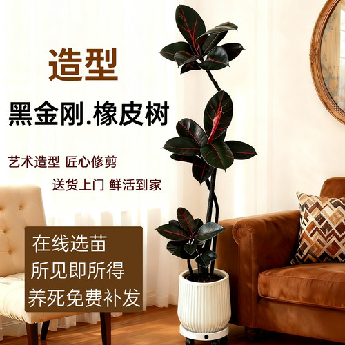 客厅好养绿植造型黑金刚橡皮树