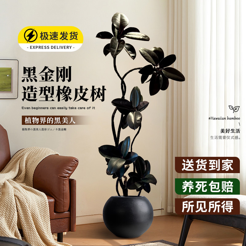 黑金刚橡皮树客厅大盆栽造型室内大型绿植好养四季办公室大叶植物,鲜花速递/花卉仿真/绿植园艺,大型绿植/成品组合盆栽,淘宝优惠券,粉丝福利购,淘宝优惠卷