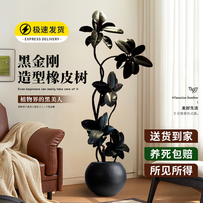 客厅好养绿植造型黑金刚橡皮树