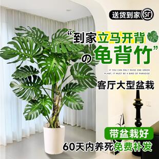 老桩龟背竹客厅大盆栽提根大叶客厅室内大型高级感绿植物开背好养